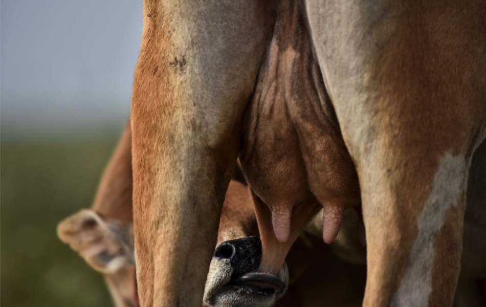 Calf drinking out of an udder