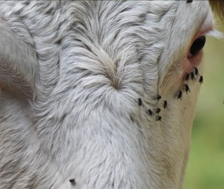 Flies on a cow's face